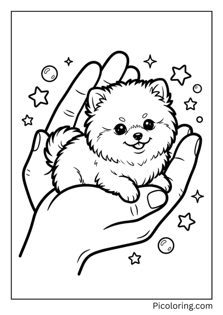 A brand new baby pomeranian puppy so small it fits in one hand A brand new baby pomeranian puppy so small it fits in one hand